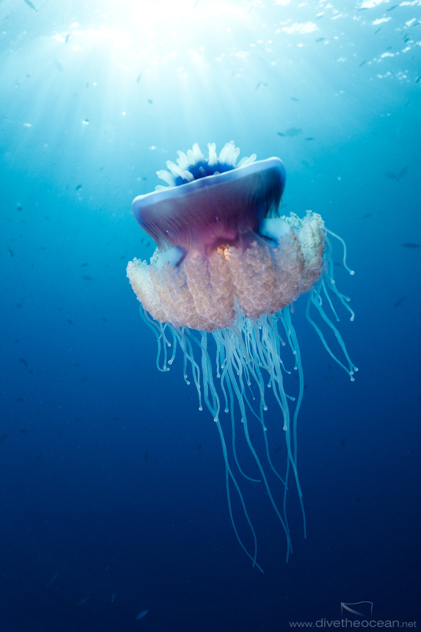 Cauliflower jellyfish (Cephea cephea)