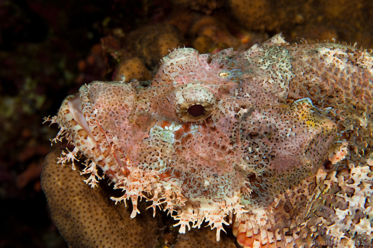 Flathead scorpionfish (Scorpaenopsis oxycephala)