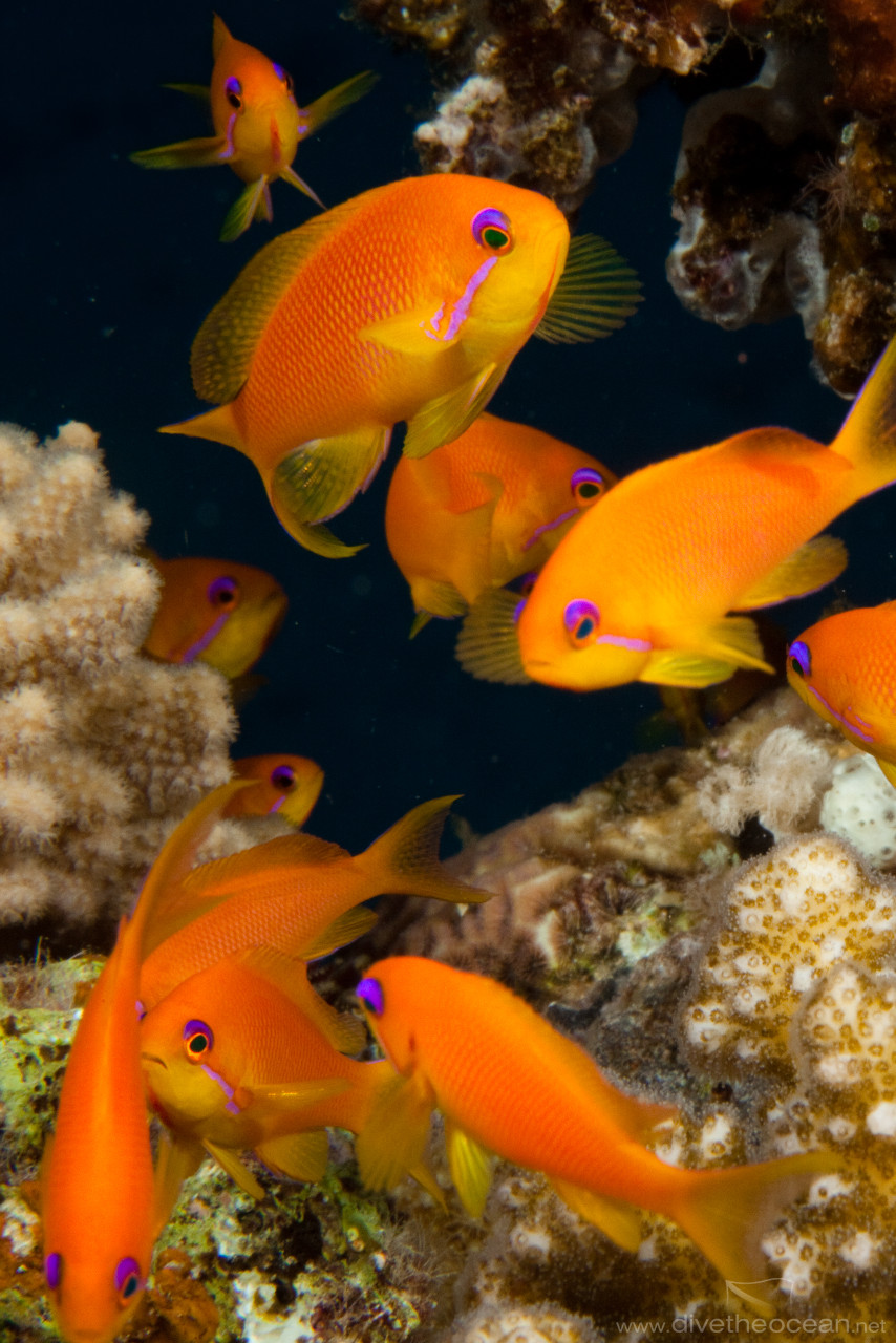 Jewel fairy basslet (Pseudanthias squamipinnis)