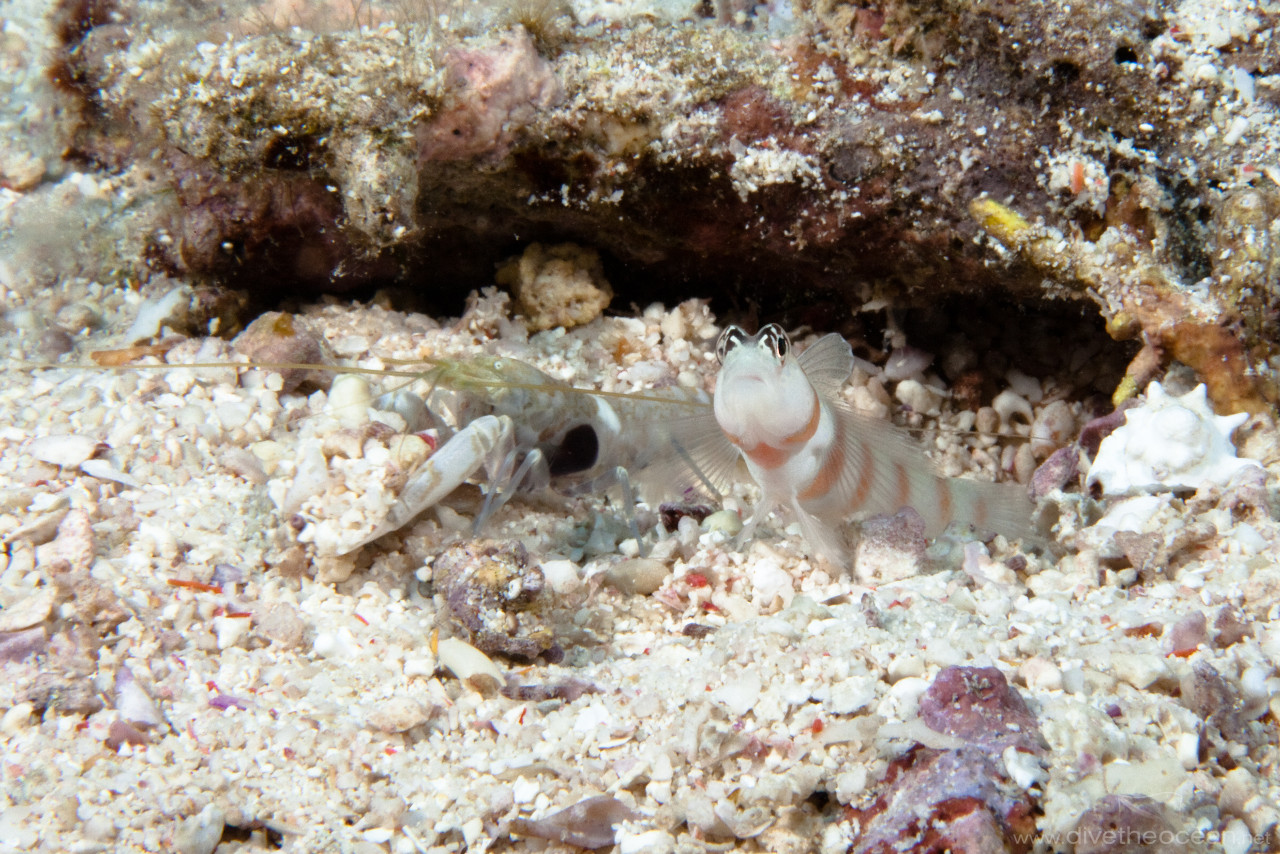 Steinitz shrimpgoby (Amblyeleotoris steinitzi)