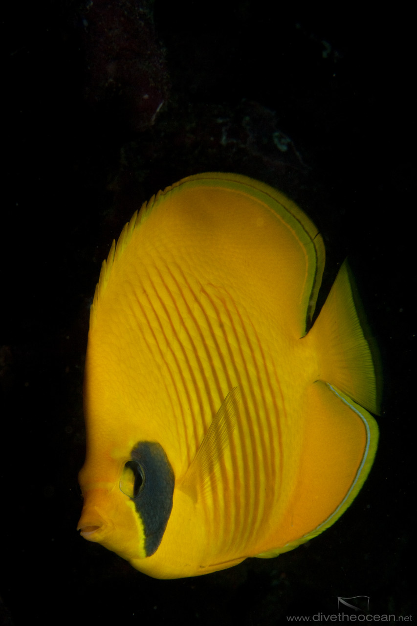 Masked butterflyfish (Chaetodon semilarvatus)