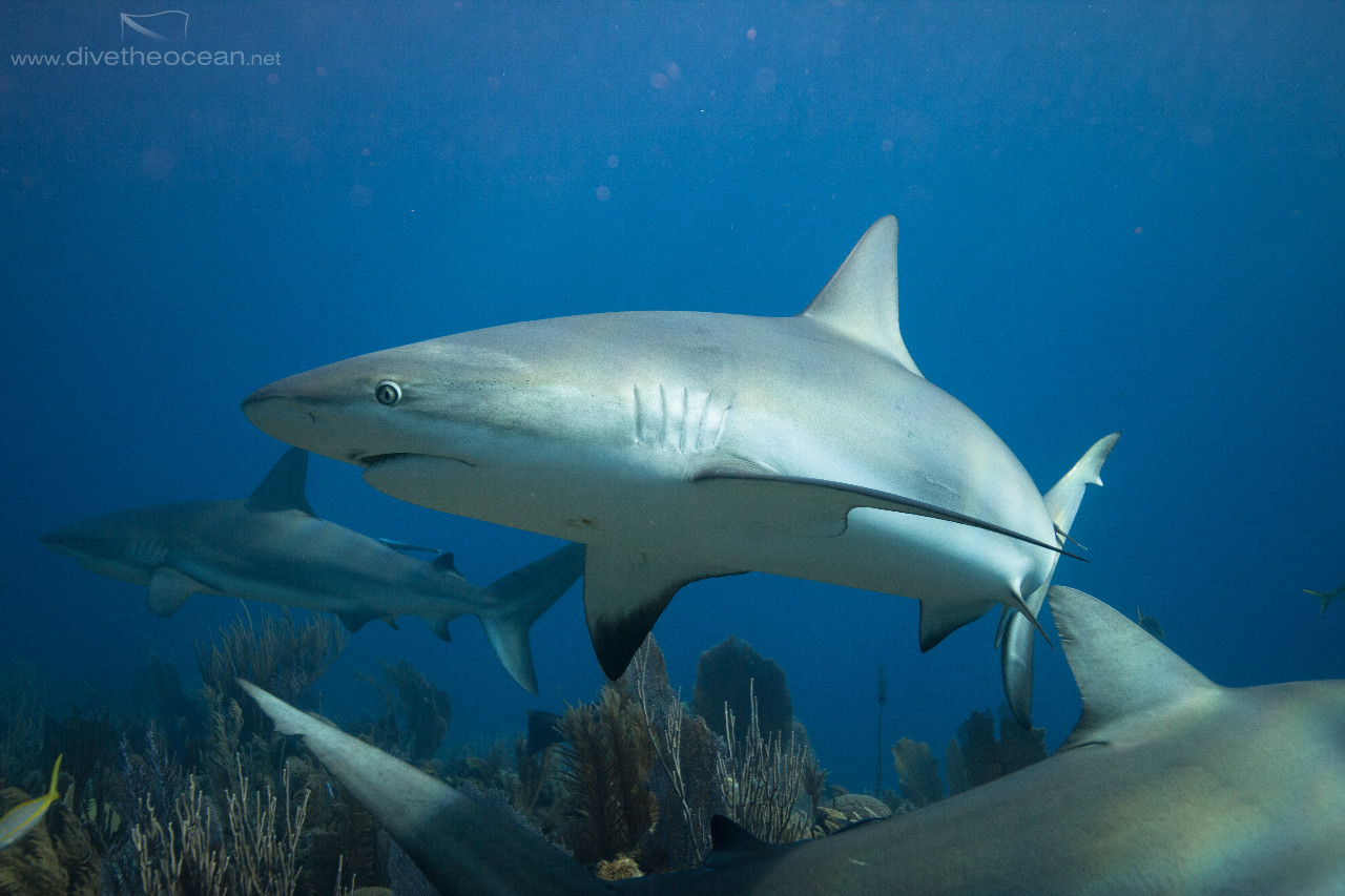 Ceribbean Sharks