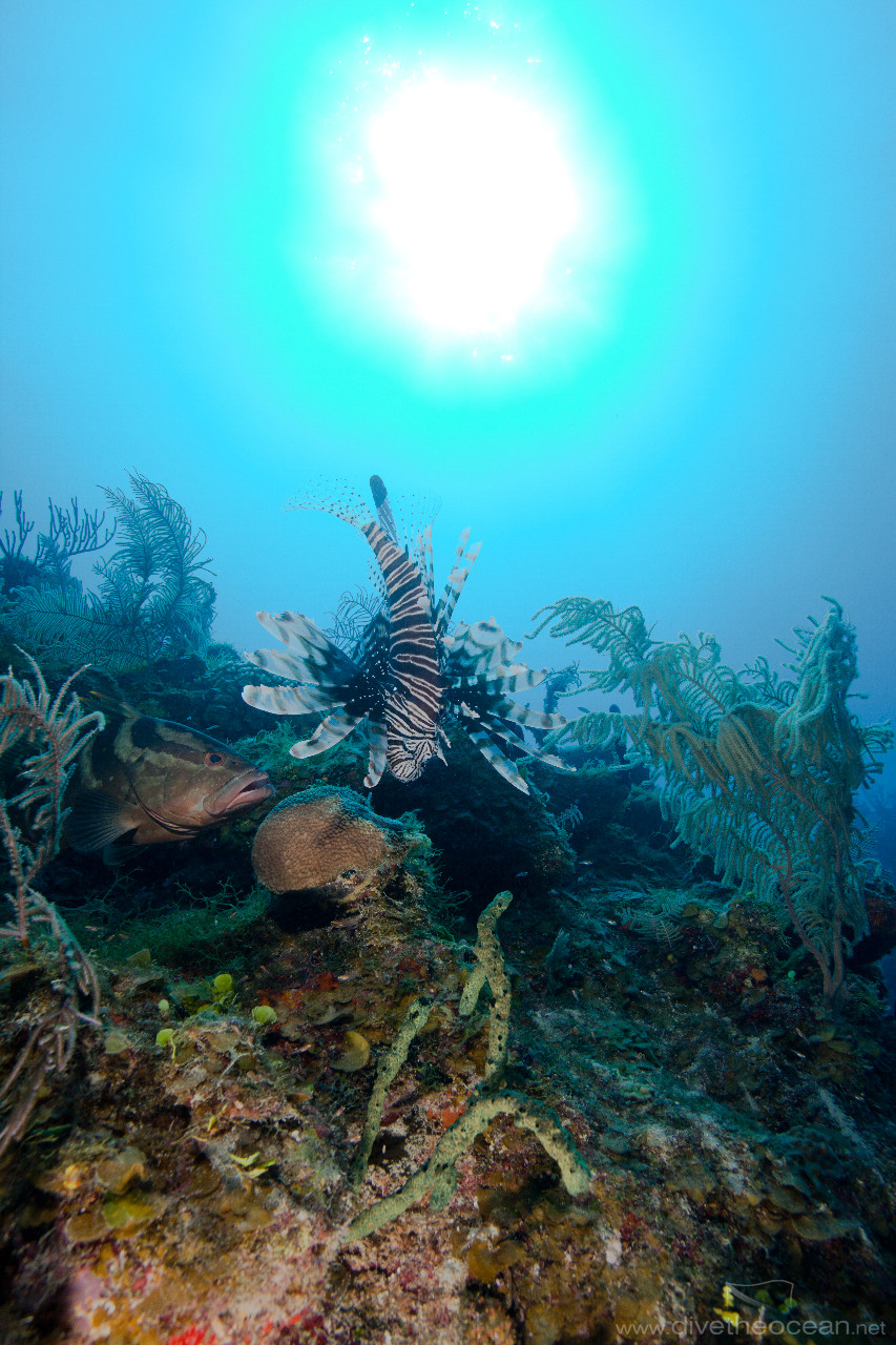 Caribbean Lion fish