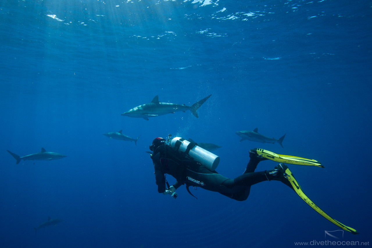 Diving with Silky Sharks