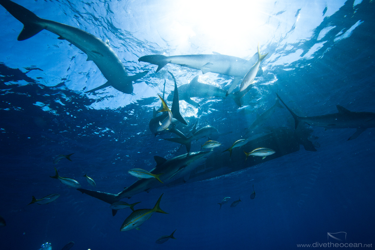 Silky Sharks under the boat