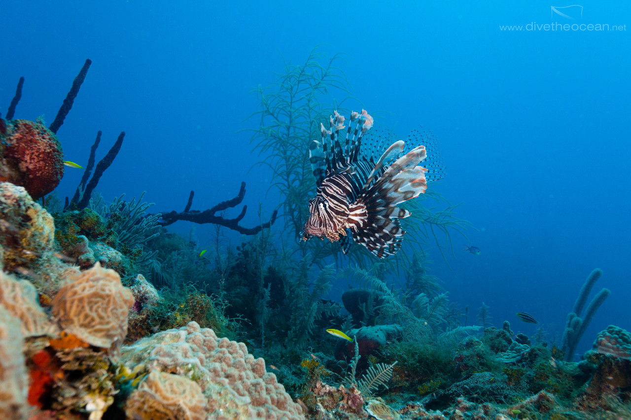 Caribbean Lion fish