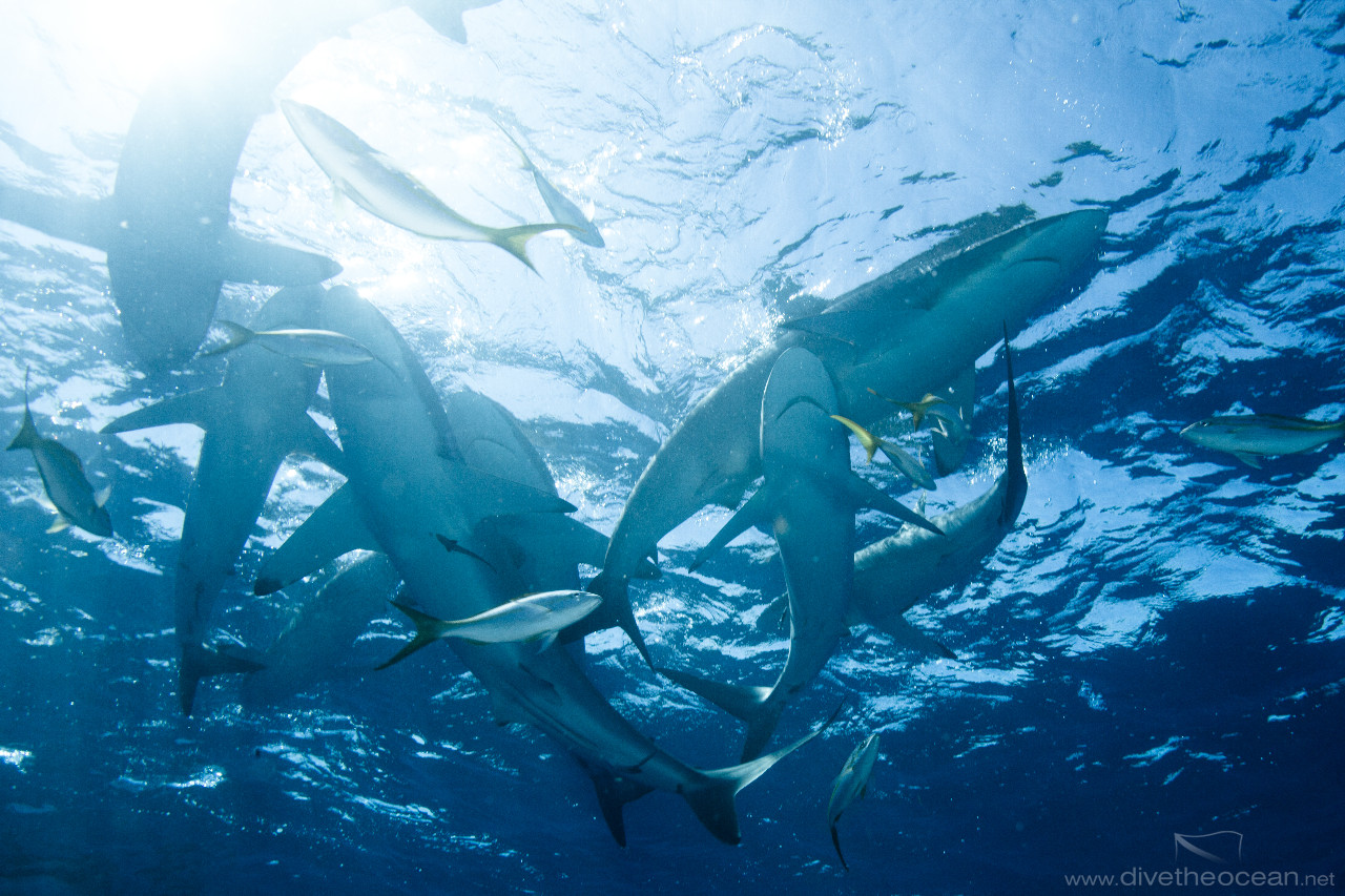 Silky shark soup