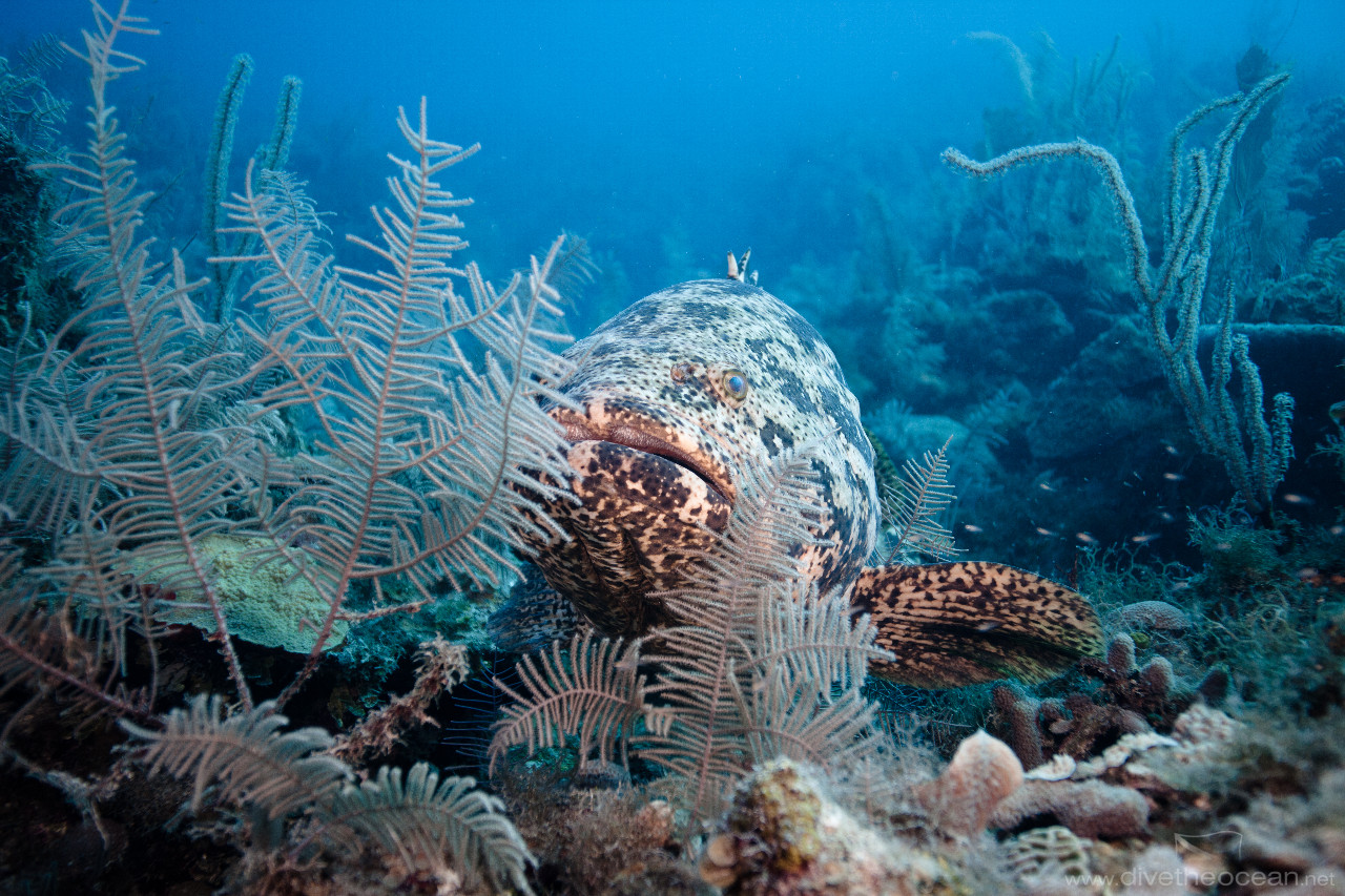 Malabar grouper (Epinephelus malabaricus)