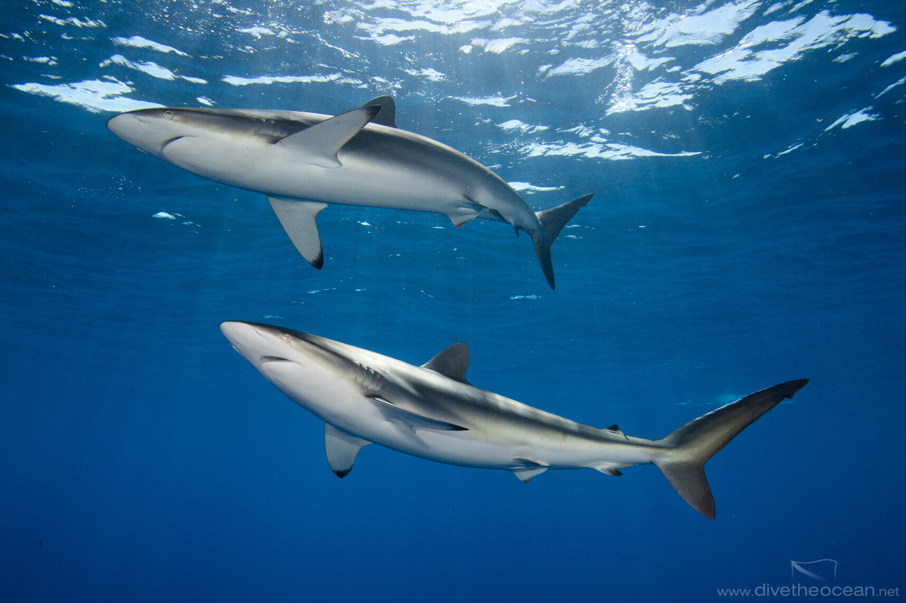 Silky sharks