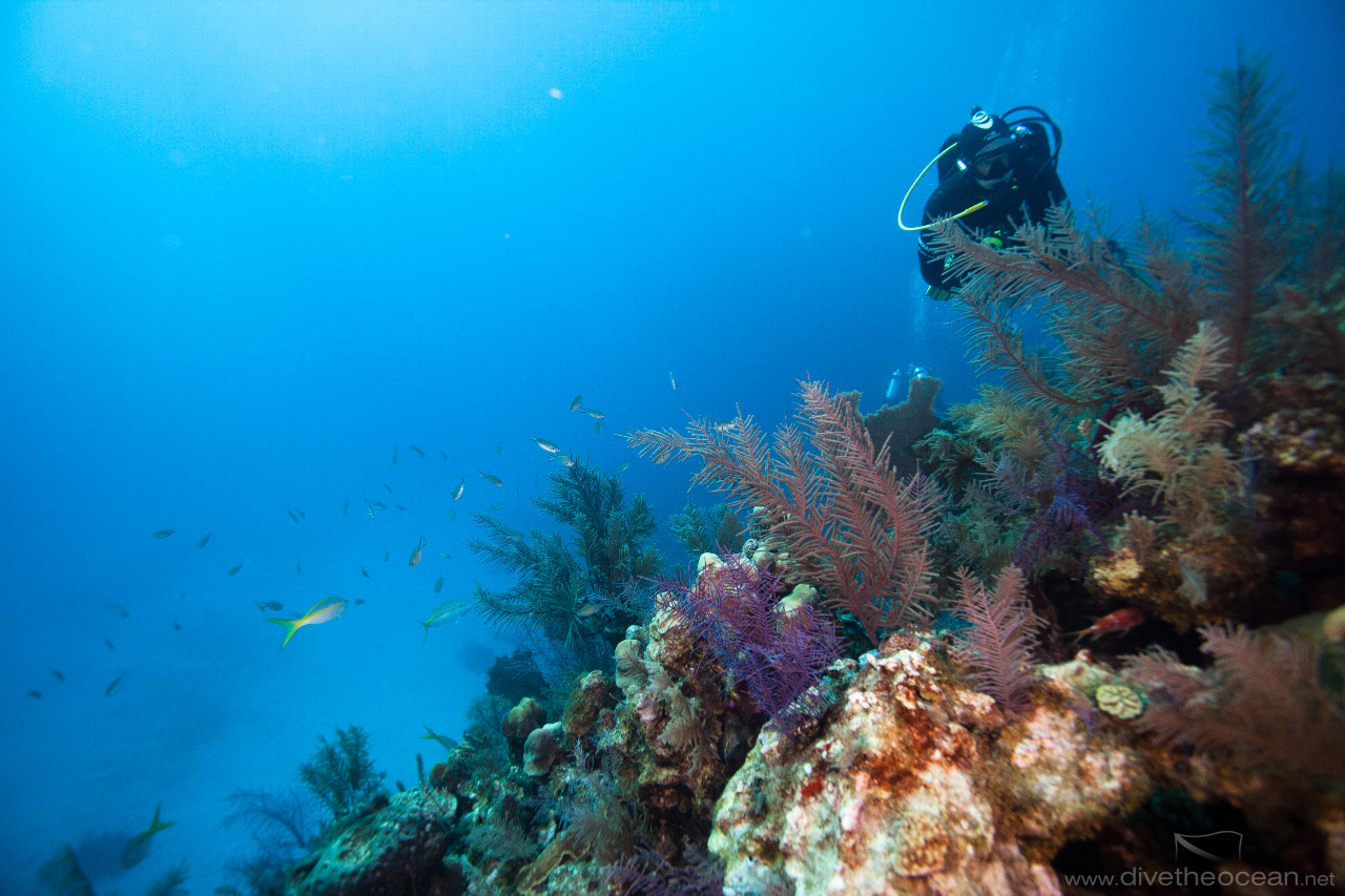 Diving in Caribbean