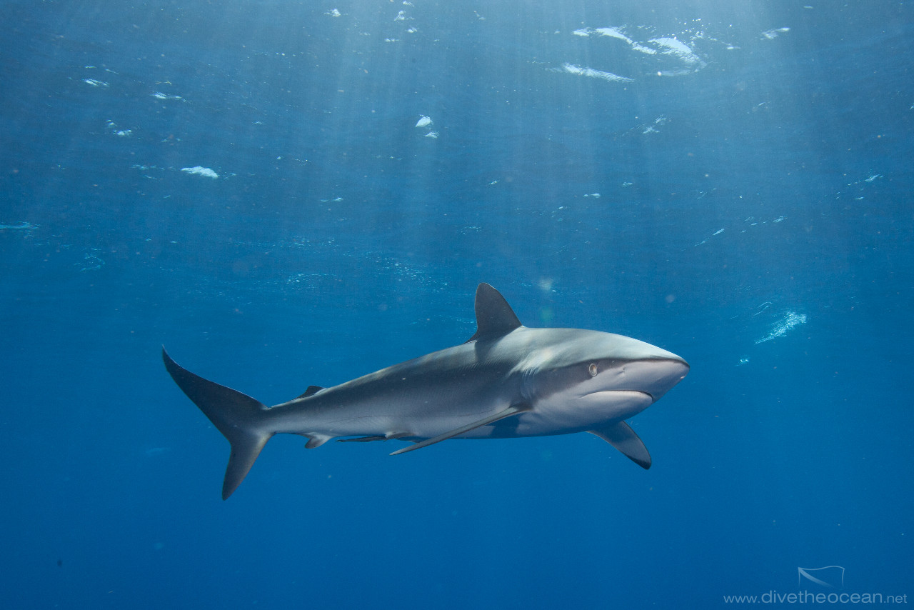 Silky shark