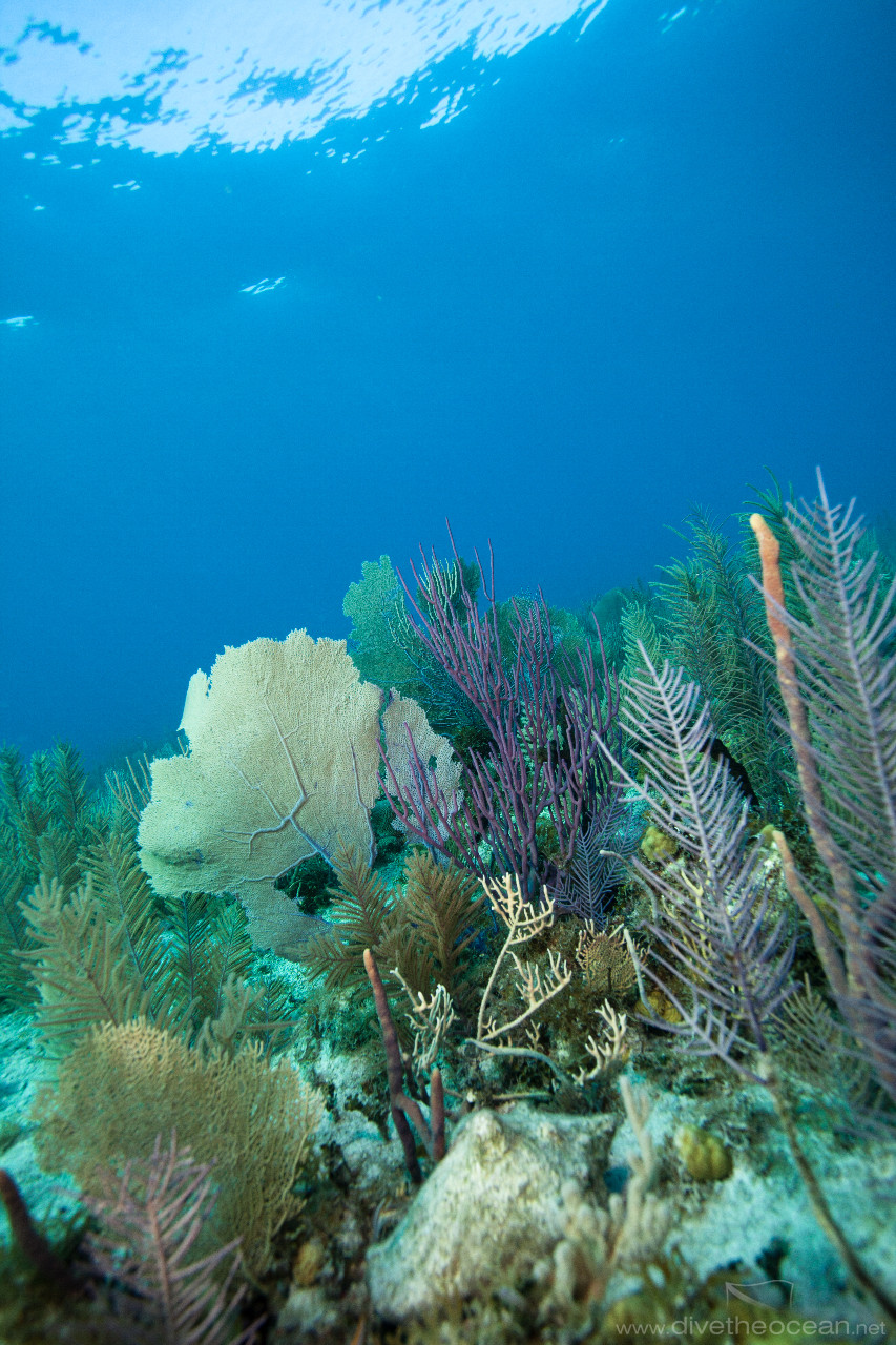 Caribbean coral reef