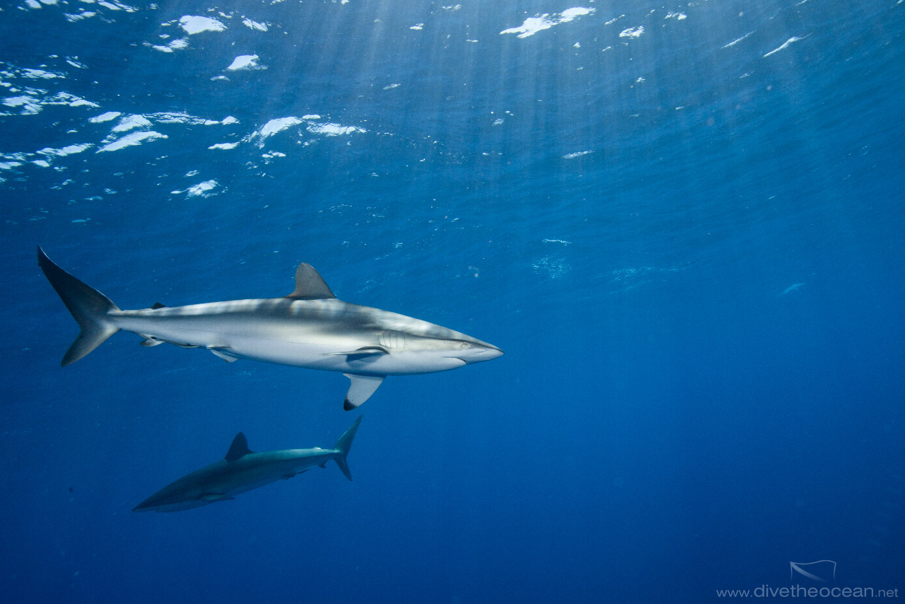 Silky sharks, (Carcharhinus falciformis)