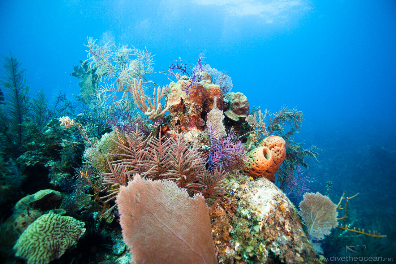 Caribbean coral reef