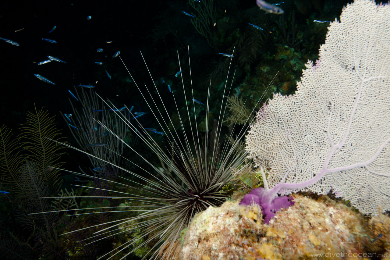 Black Longspine Urchin (Diadema setosum), night