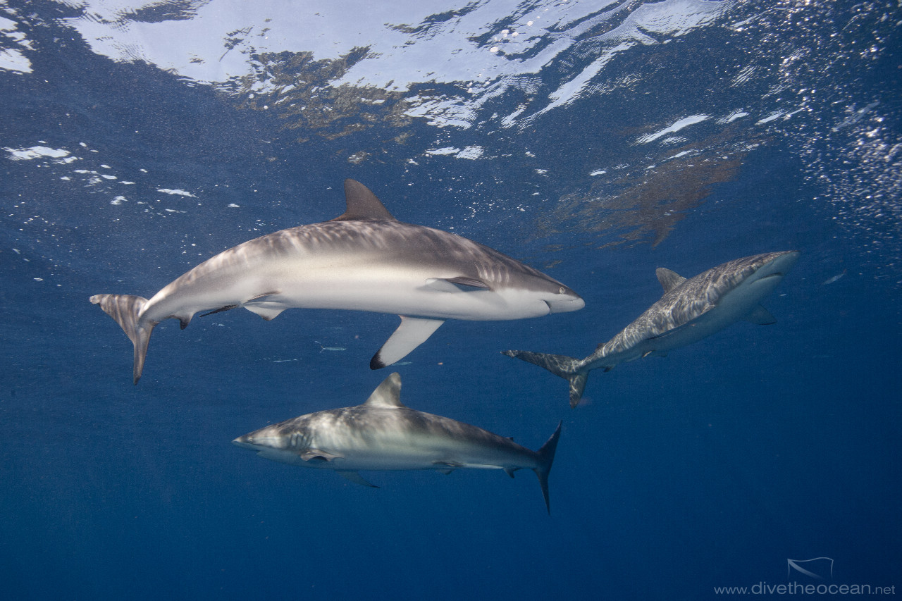 Silky sharks, (Carcharhinus falciformis)