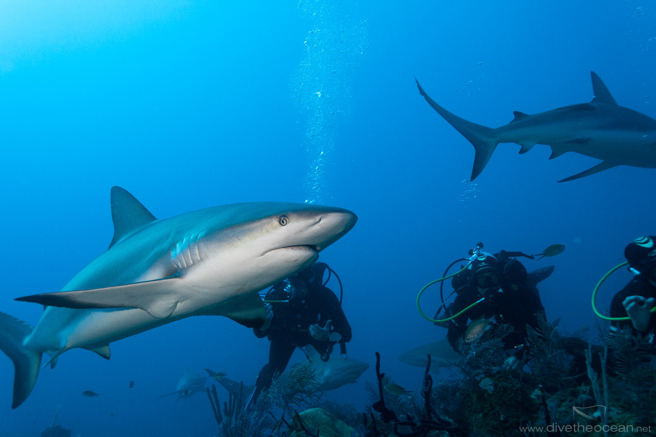 Observing Caribbean Sharks