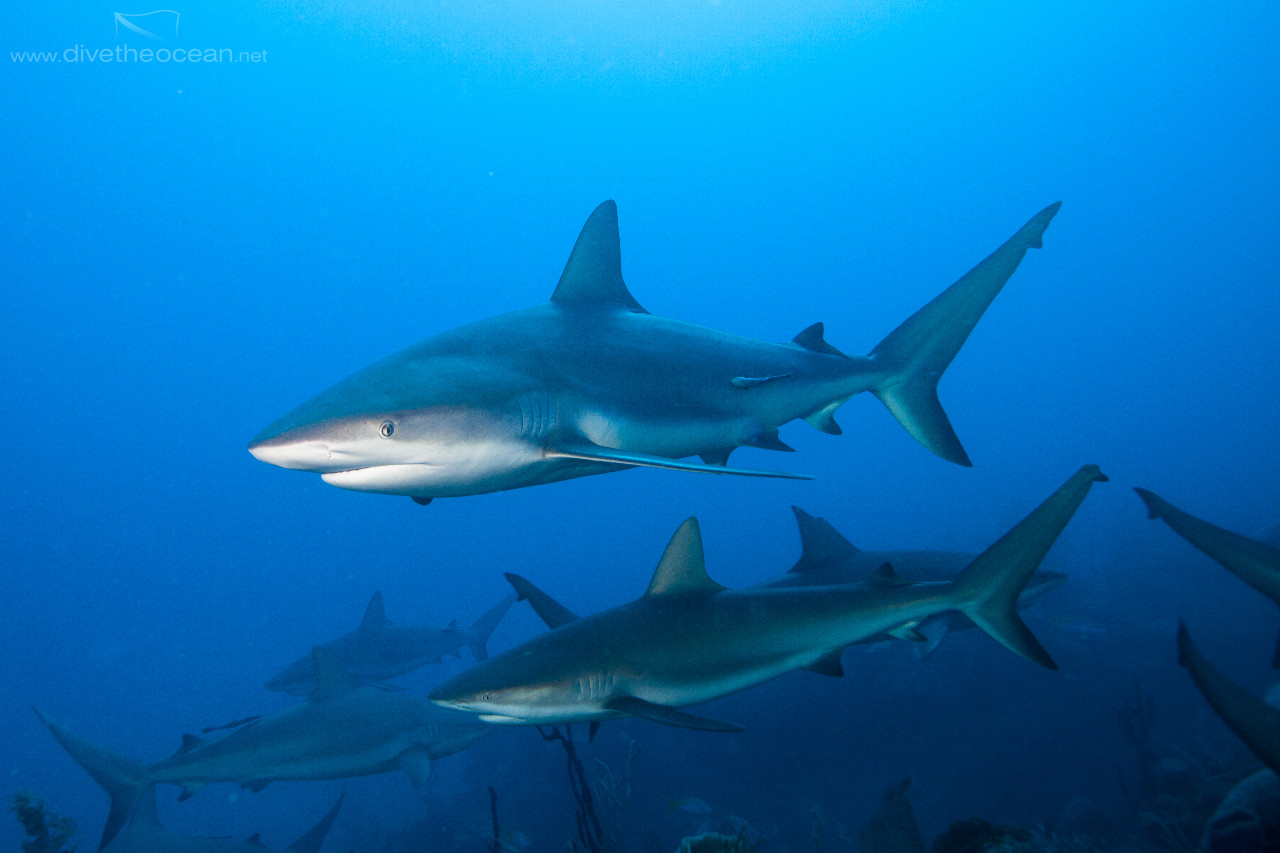 Caribbean Sharks (Carcharhinus perezii)