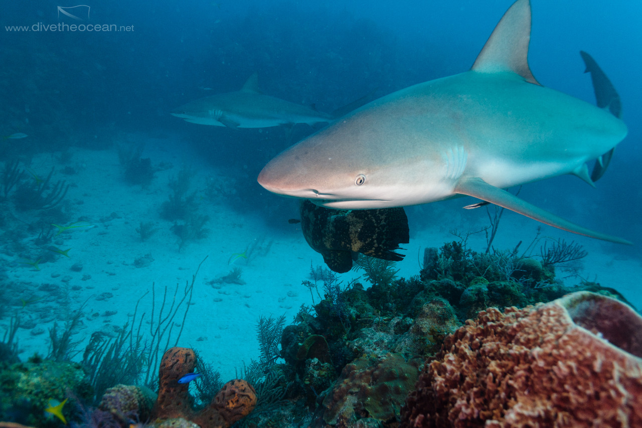 Caribbean Sharks (Carcharhinus perezii)