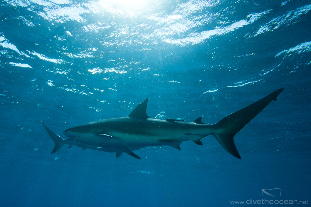 Caribbean Sharks (Carcharhinus perezii) in sun rays