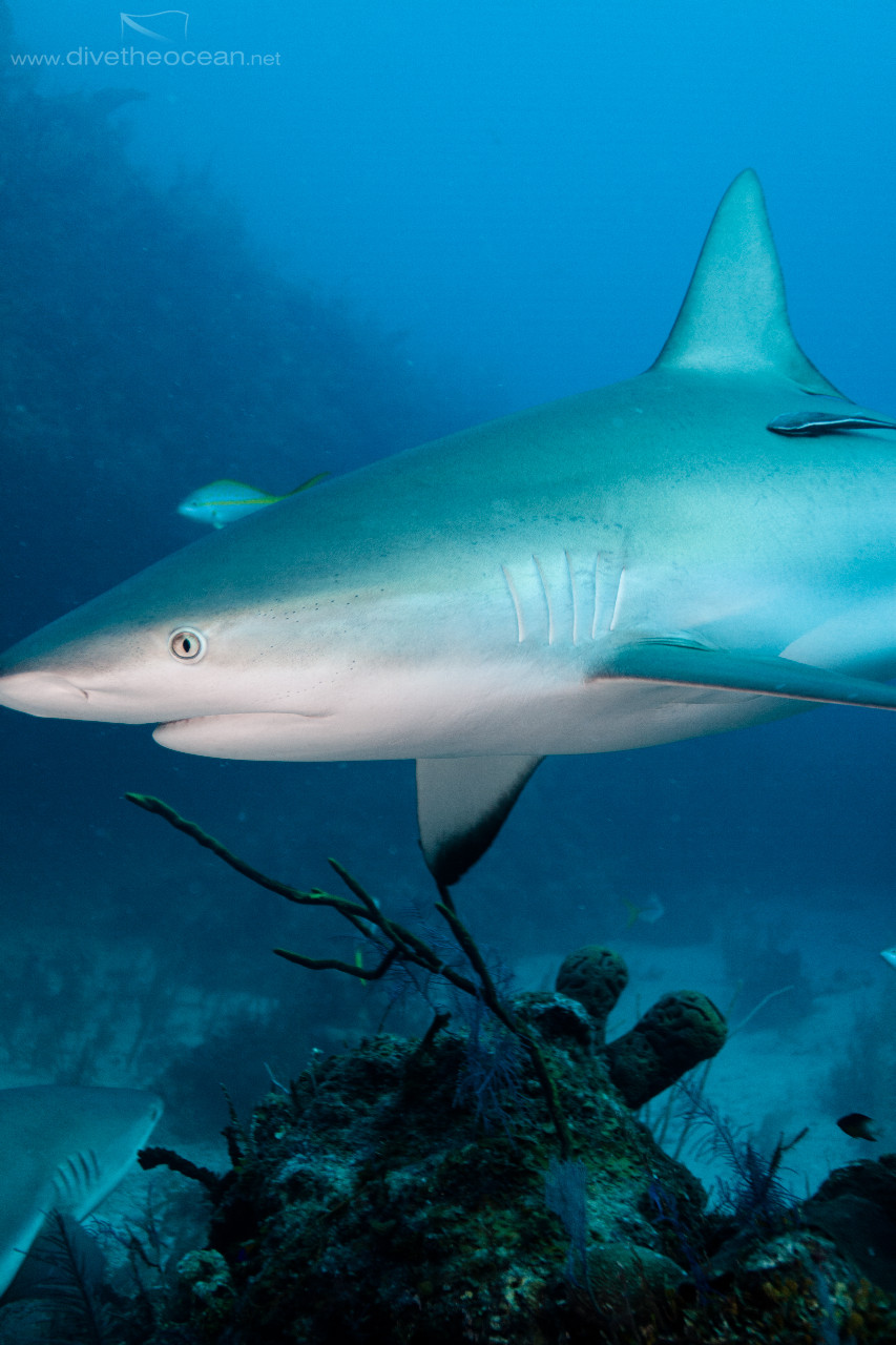 Caribbean Shark (Carcharhinus perezii)