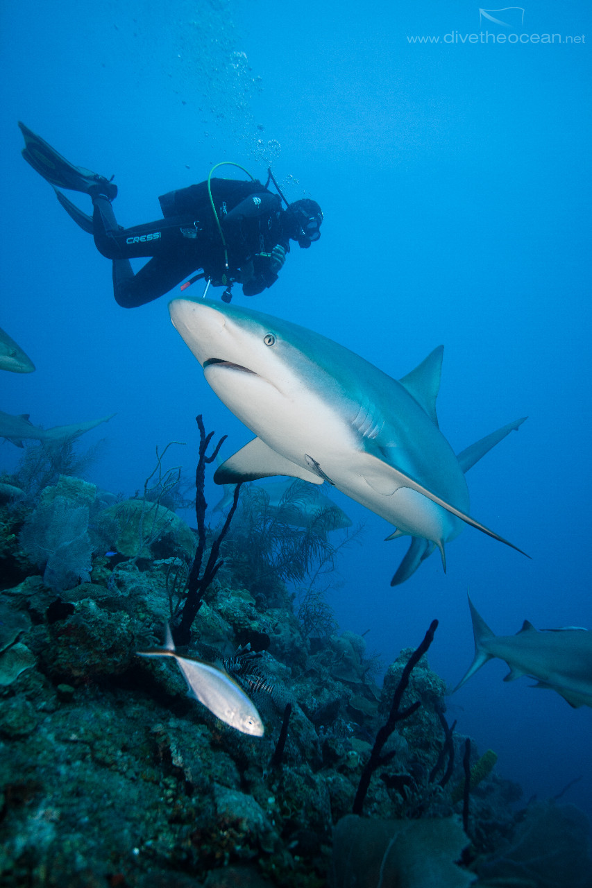 Diving with Caribbeann Sharks