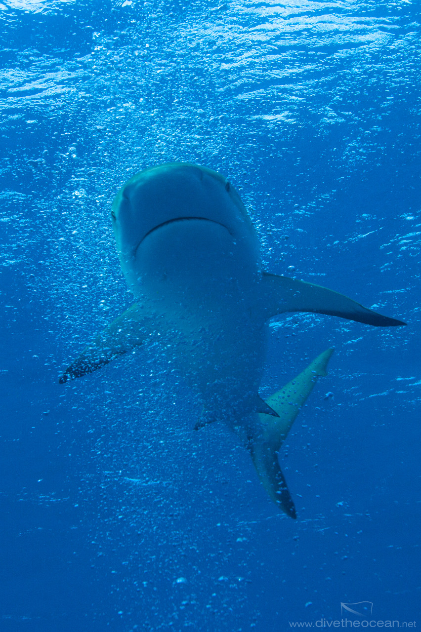 Caribbean Shark (Carcharhinus perezii) in bubbles