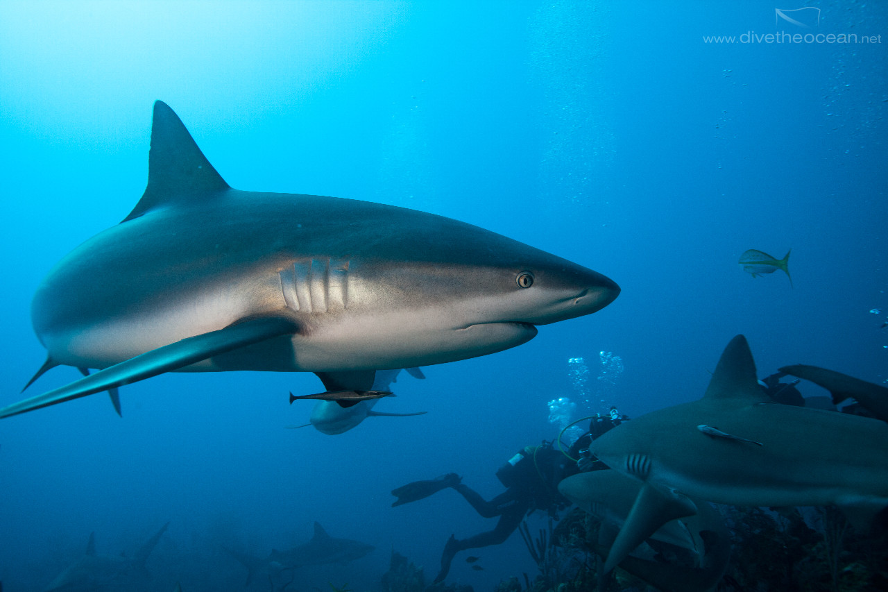 Diving with Caribbeann Sharks