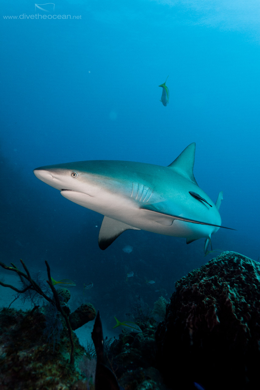 Caribbean Shark (Carcharhinus perezii)