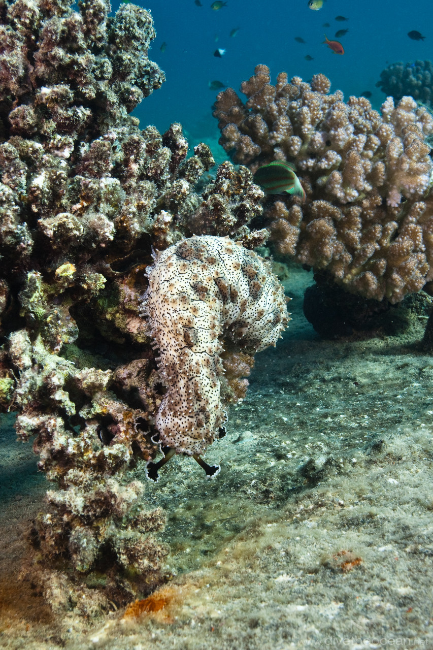 Blackmouth sea cucumber (Pearsonothuria graeffei) on Umbria wreck