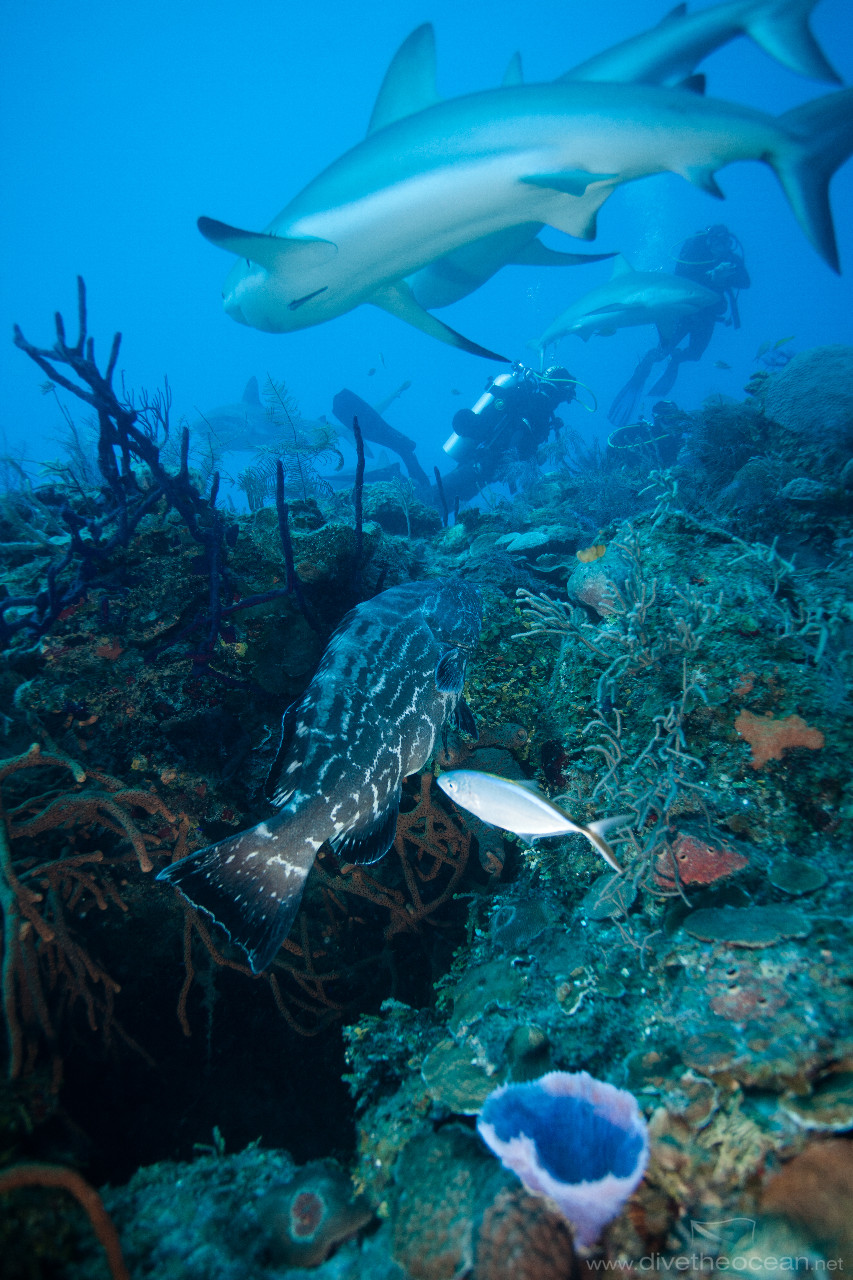 Caribbean Sharks (Carcharhinus perezii)