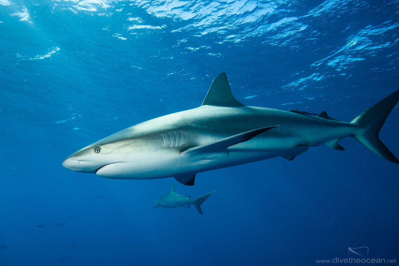 Caribbean Sharks (Carcharhinus perezii)