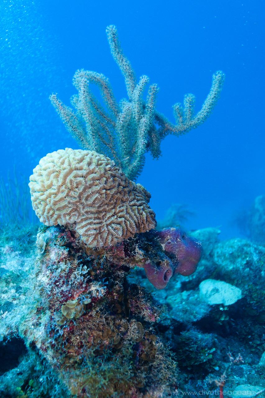 Caribbean coral reef