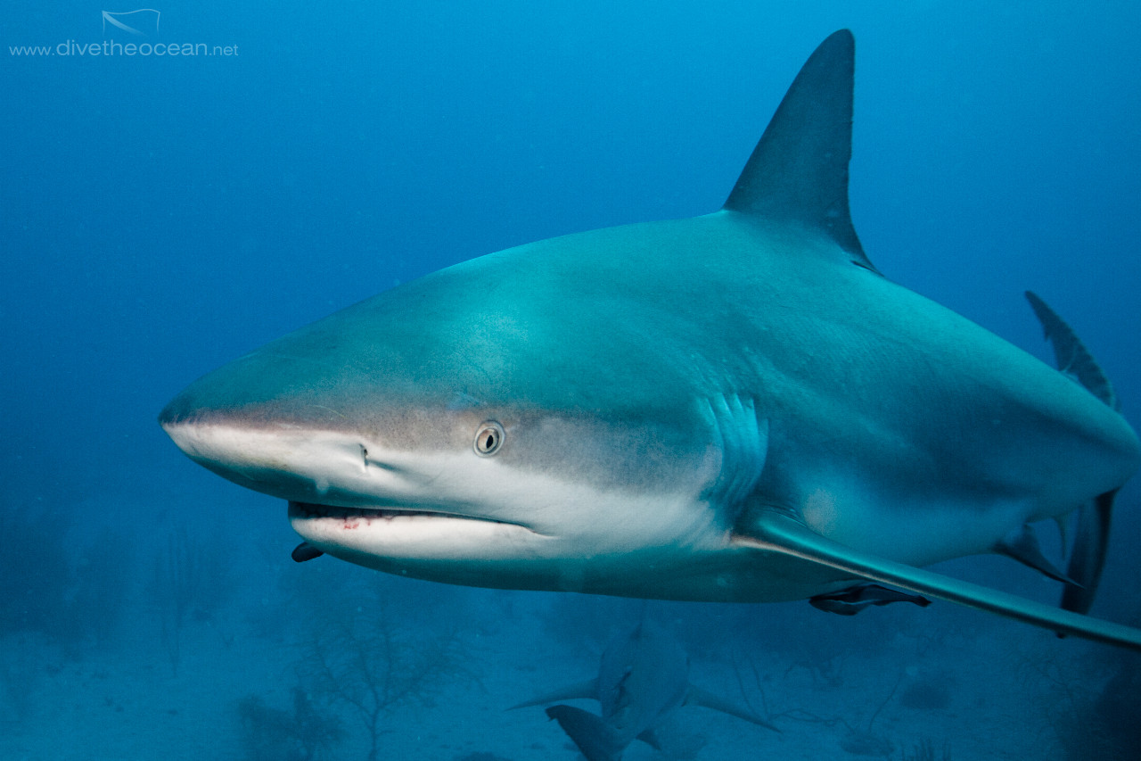 Caribbean Shark (Carcharhinus perezii)