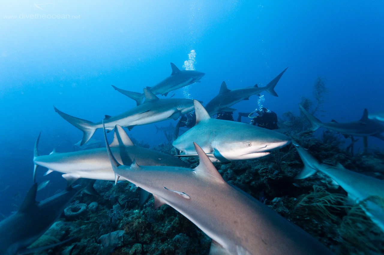 Observing Caribbean Sharks