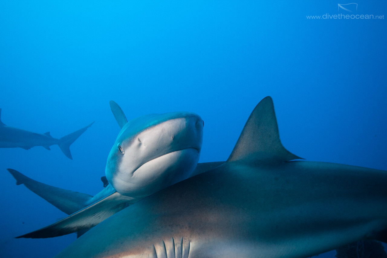 Caribbean Sharks (Carcharhinus perezii)