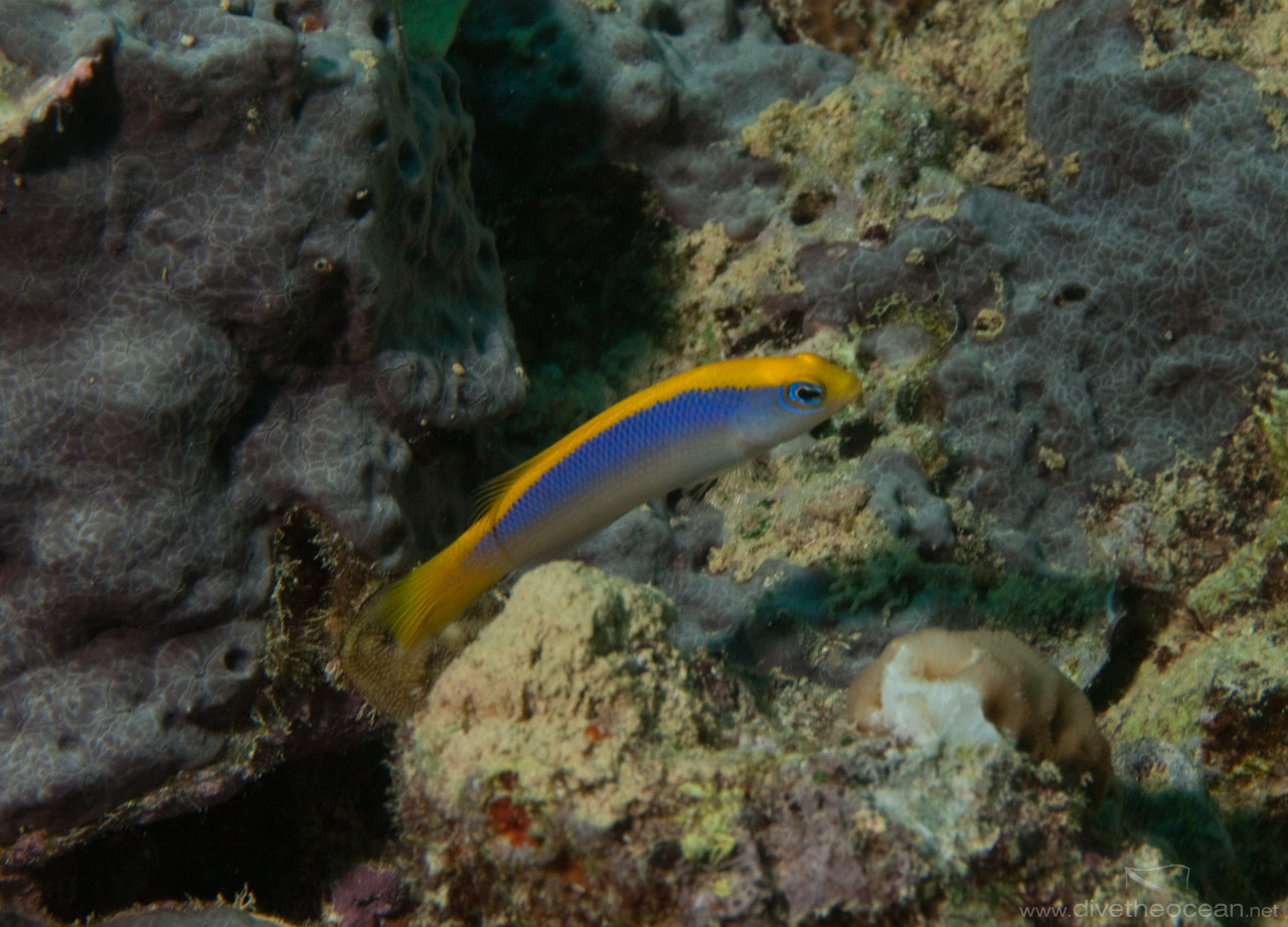 Sunrise dottyback (Pseudochromis flavivertex)