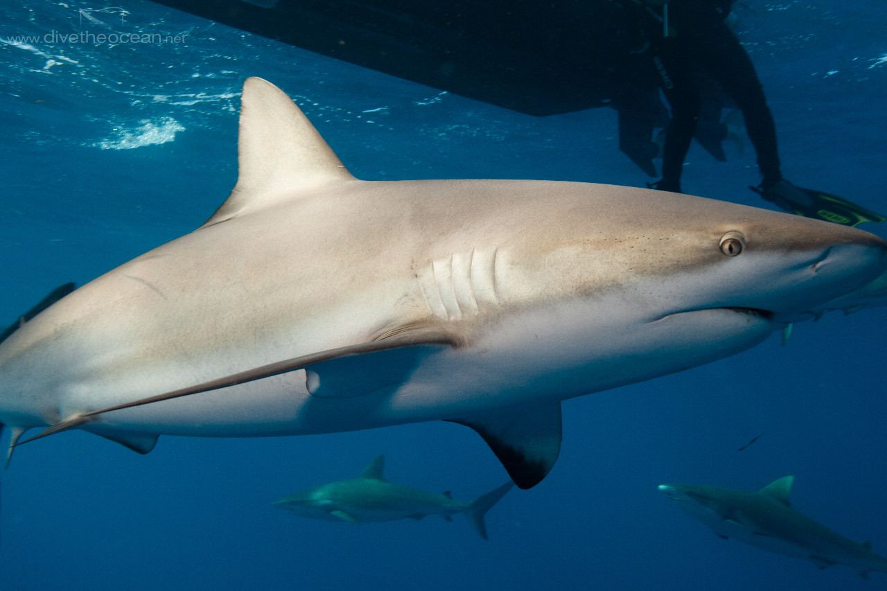 Caribbean Sharks (Carcharhinus perezii)