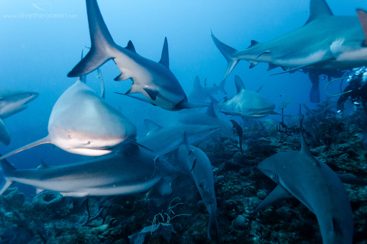 Caribbean Sharks (Carcharhinus perezii)