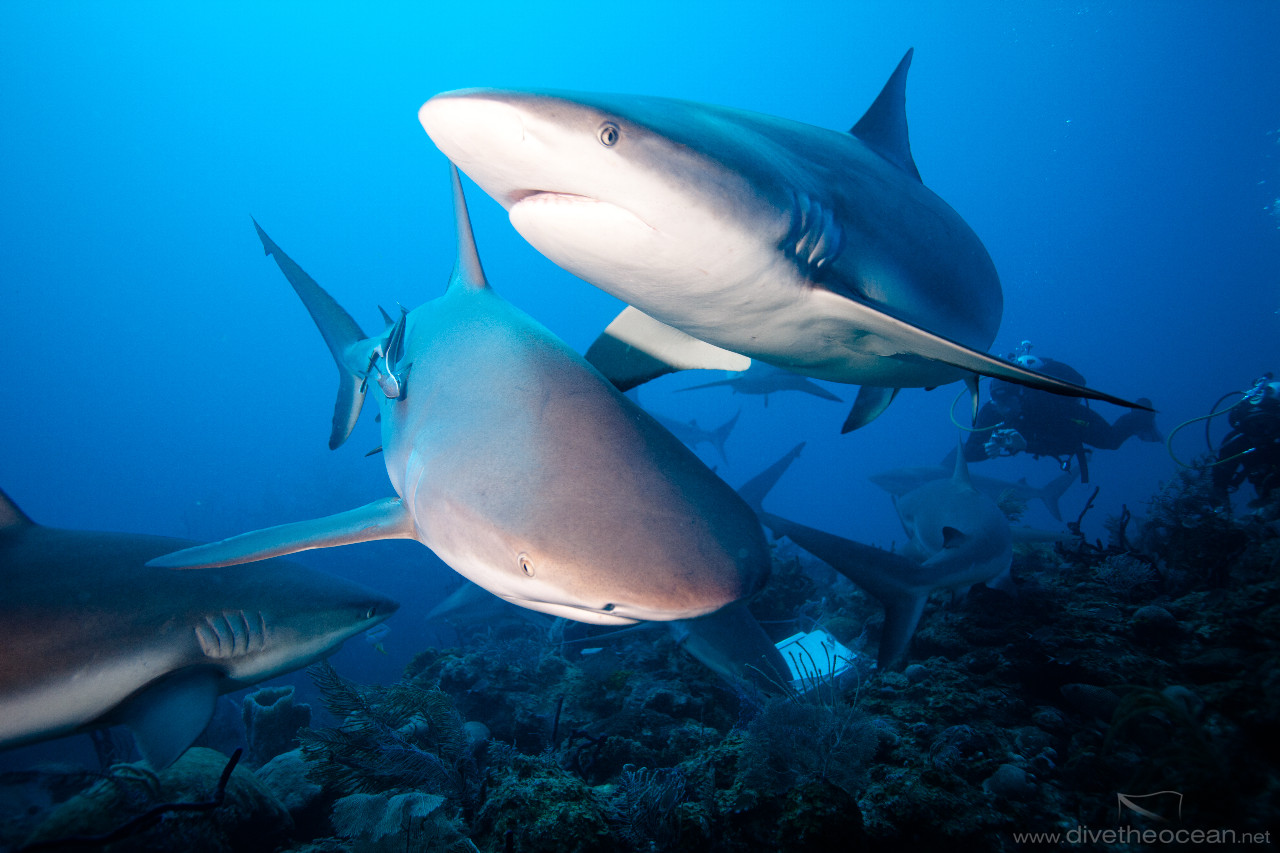 Observing Caribbean Sharks