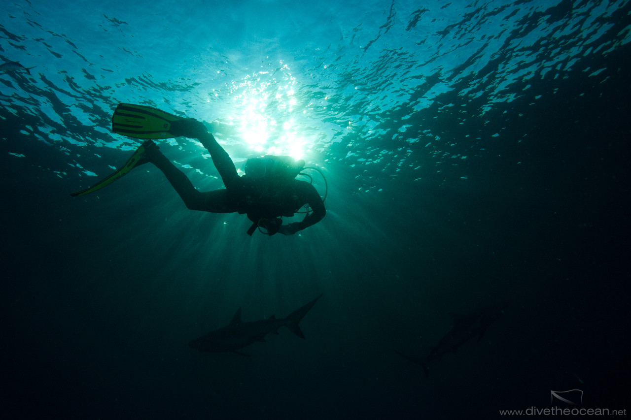 Spotting Caribbean Shark