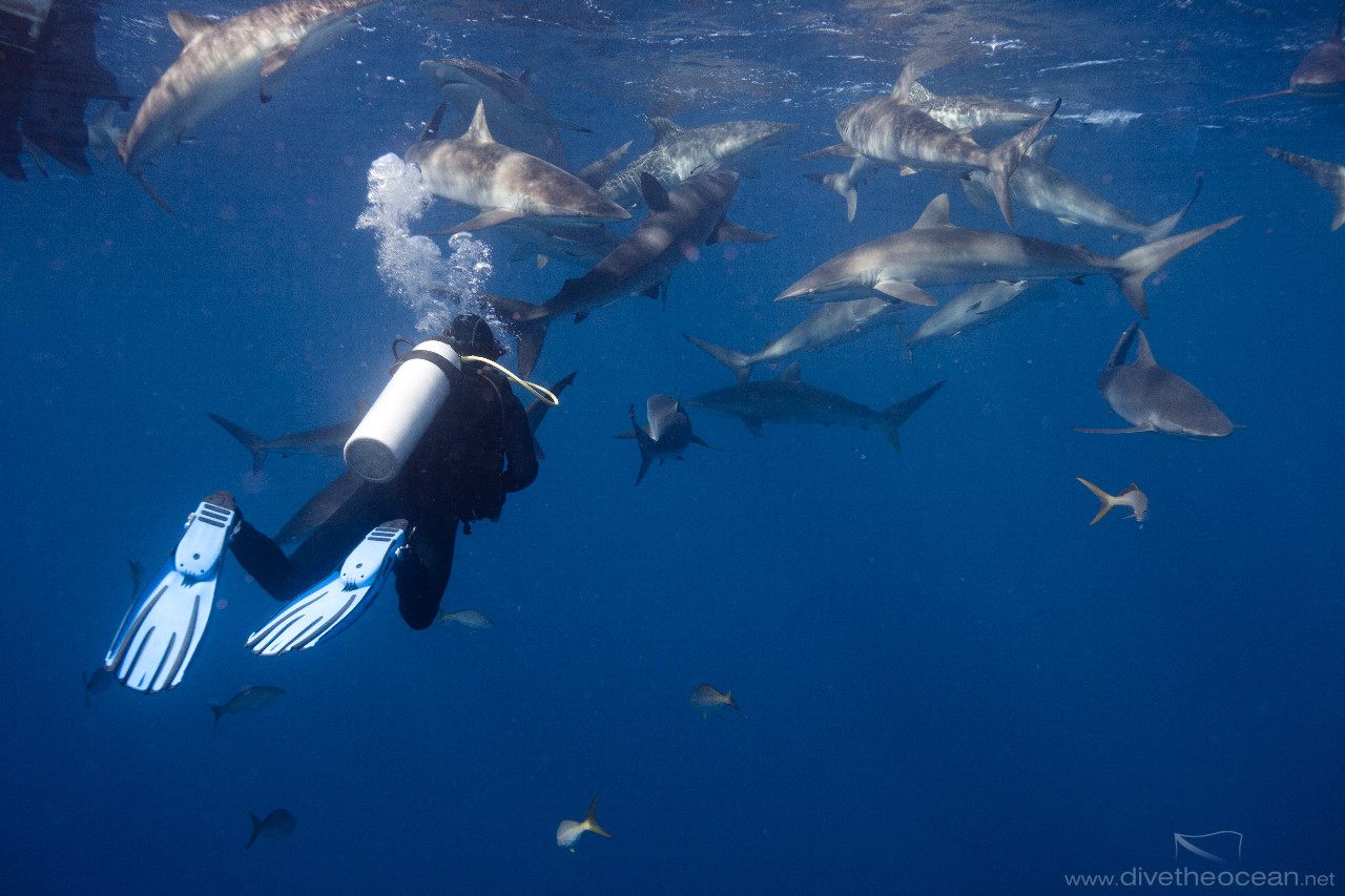 Diving with Silky Sharks