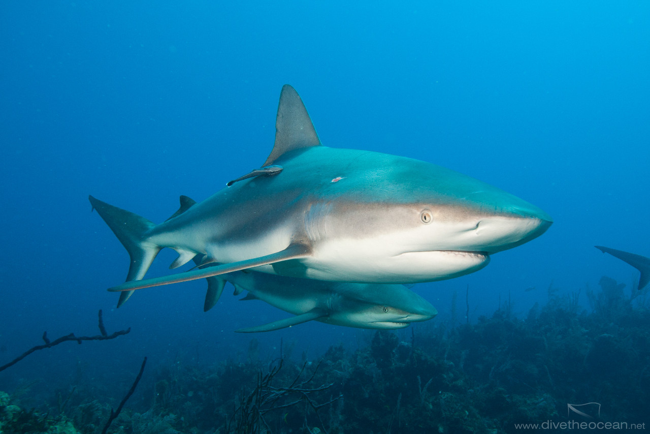 Caribbean Sharks (Carcharhinus perezii)