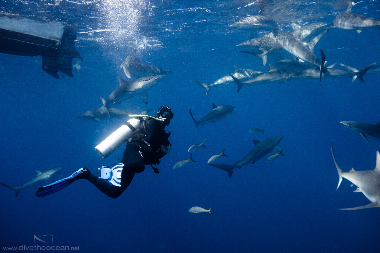 Diving with Silky Sharks