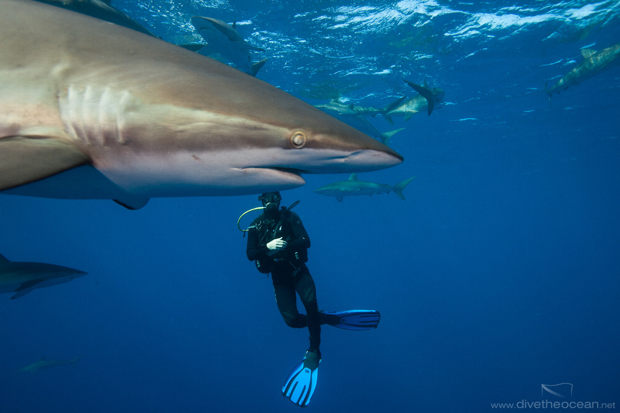 Diving with Silky Sharks