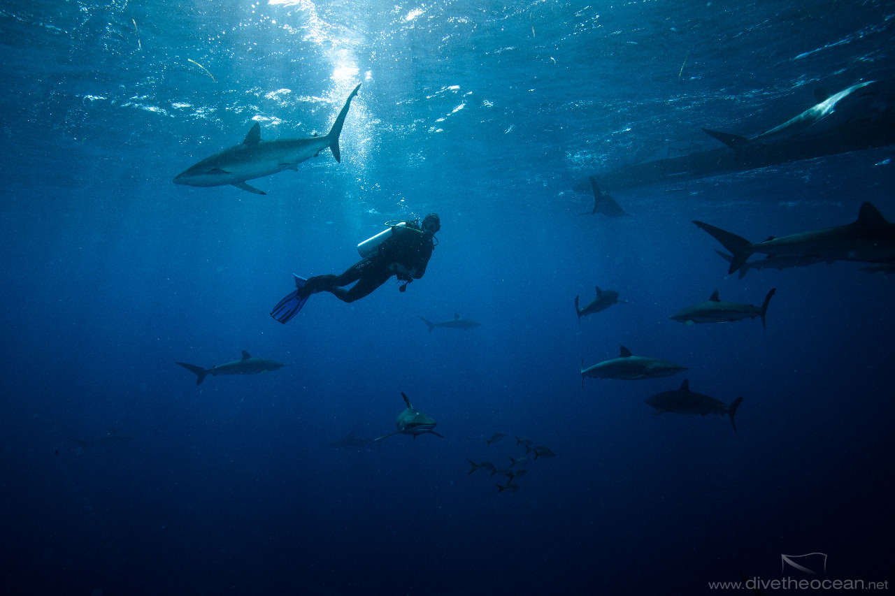 Diving with Silky Sharks