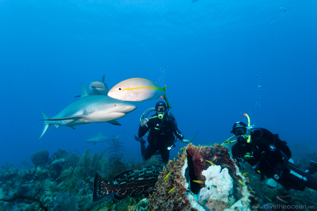 Observing Caribbean Sharks