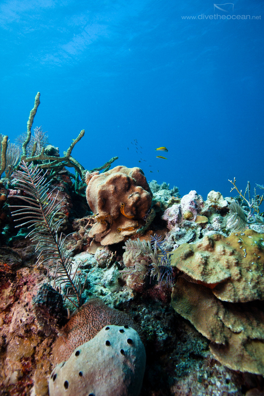 Caribbean coral reef