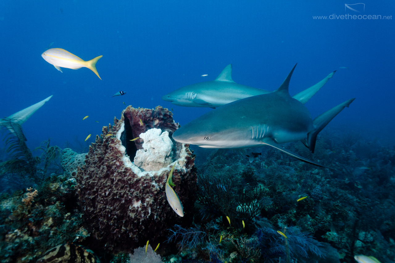 Caribbean Sharks (Carcharhinus perezii)