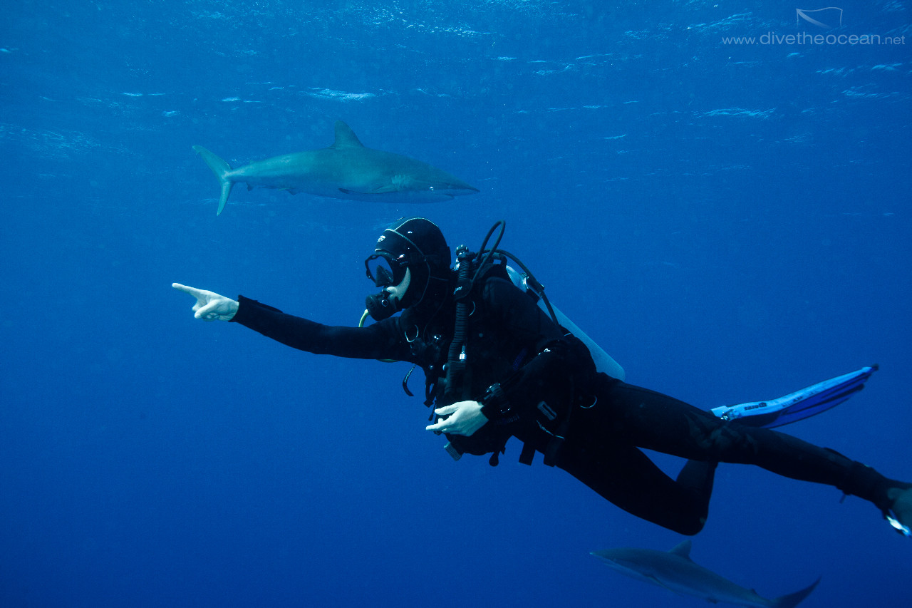 Diving with Silky Sharks